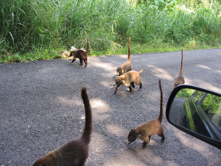 Cute Coatimundis on the road