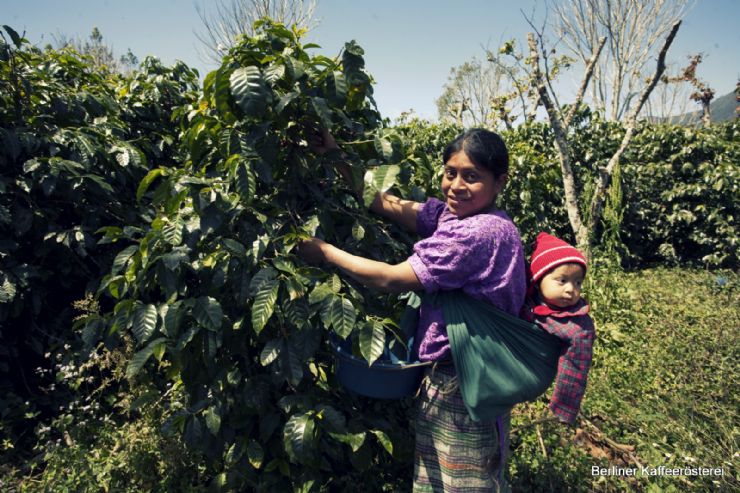 Guatemalan People picking up Coffee