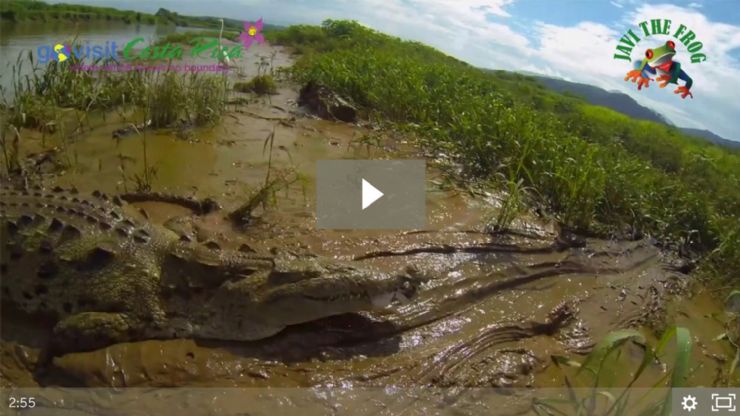 Crocodile Tour at Tarcoles River