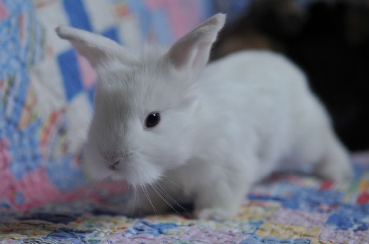 Cute little Bunny