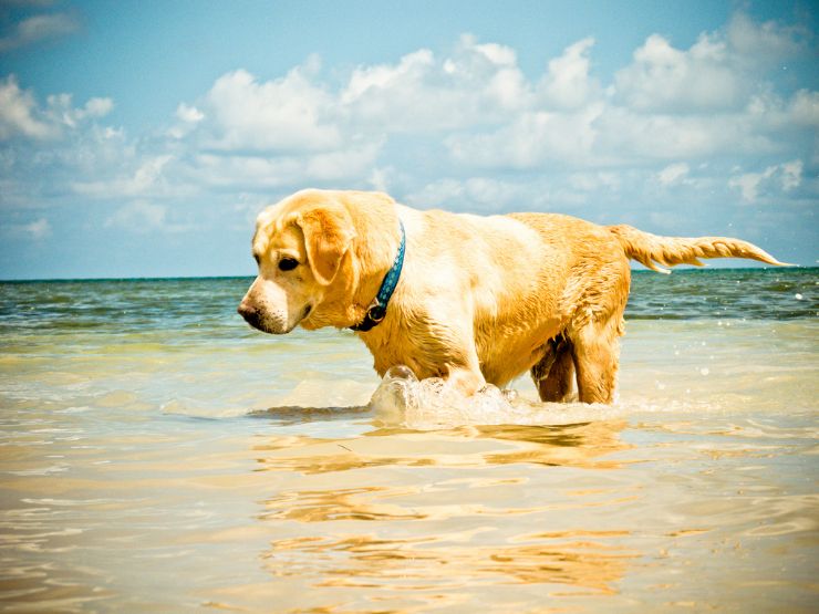 Happy dog having fun at the Ocean
