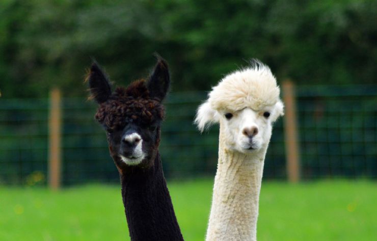 Funny pair of Alpacas