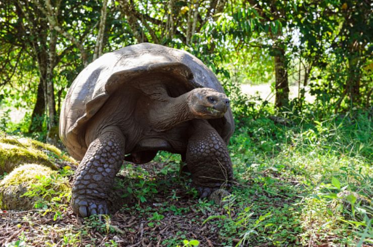 A Galapagos Tortoise perfectly adapted to its environment... Amazing!
