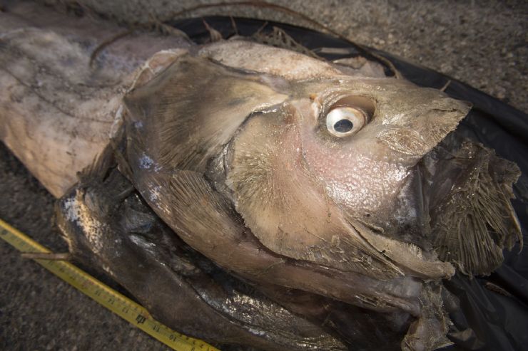 Giant Oarfish found at the beach