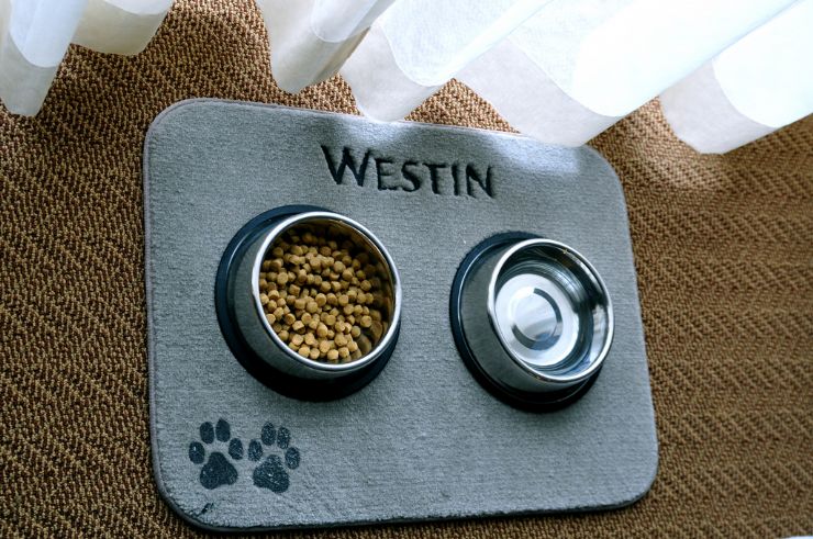 Pet food at hotel room