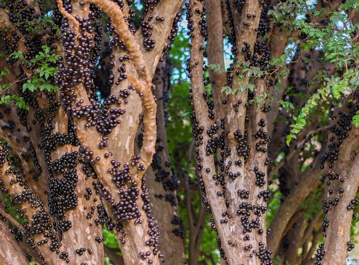 Jabuticaba Tree & fruit found only in Brazil