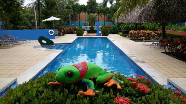 Javi the Frog ready for a swim