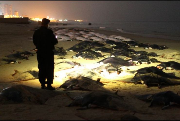 Manta Rays on Beach