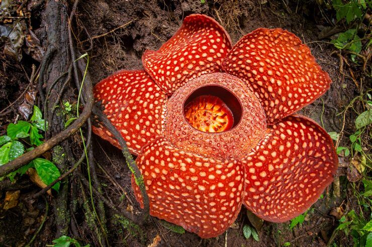 Victoria Amazonica Plant