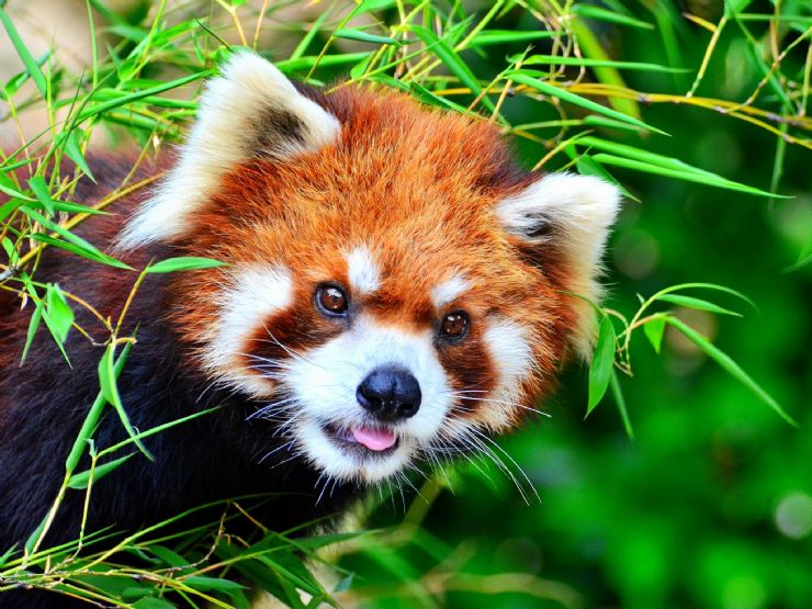 Cute Red Panda