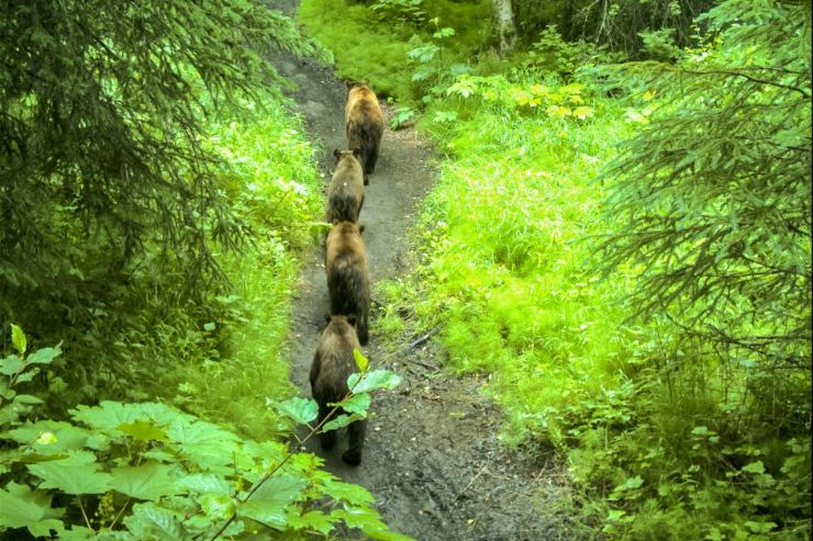 Dangerous Bears on Rovers Run