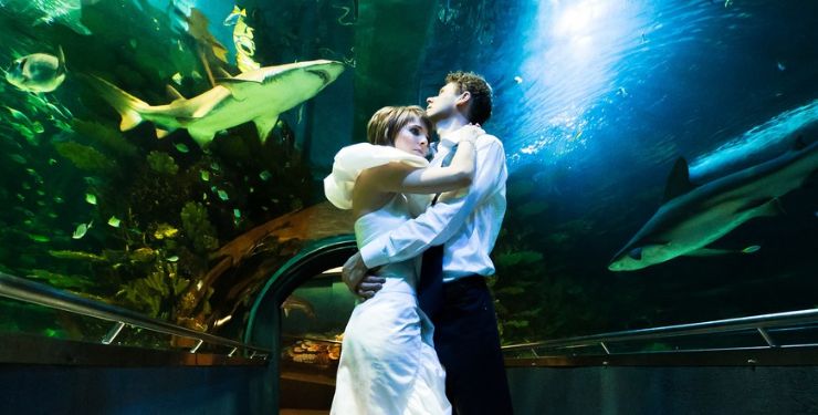 Dangerous Shark Wedding