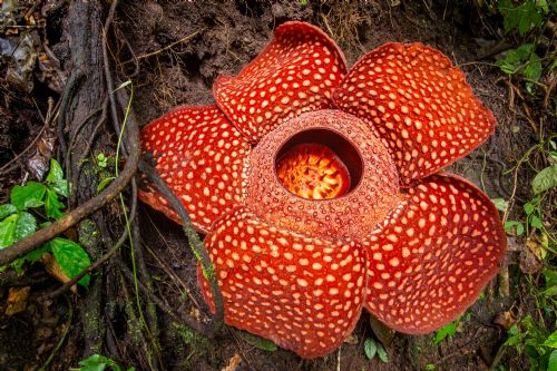 mlg-rafflesia-corpse-flower.jpg