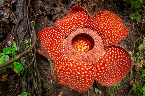 mlg-rafflesia-corpse-flower.jpg