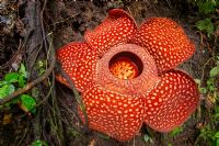 7 Strangest Rainforest Plants 