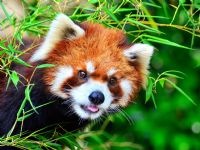 8 Overwhelming Swarms of Cute Animals that Could Totally Take Over the World