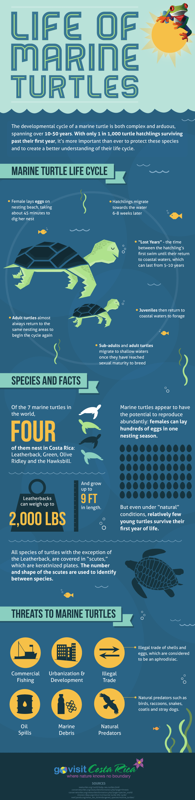 Life of Marine Turtles - Infographic