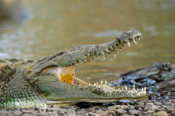 American Crocodile cooling off with its open mouth in Palo Verde National Park