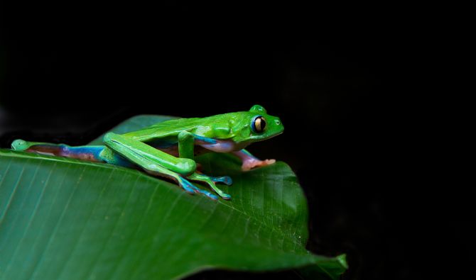 The Endangered Blue-sided Leaf Frog (Agalychnis Annae)