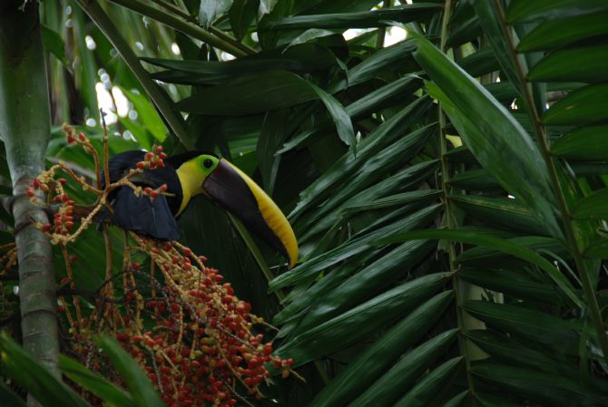 Chestnut-mandibled Toucan at Lapa Rios