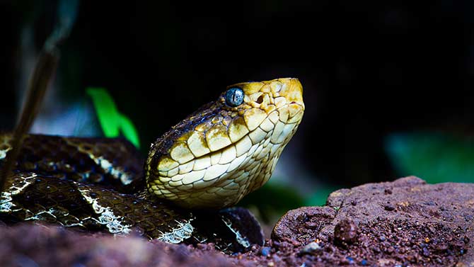 Fer-de-Lance Snake in Corcovado National Park