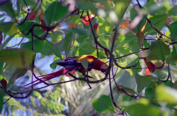 Scarlet Macaw in Tree