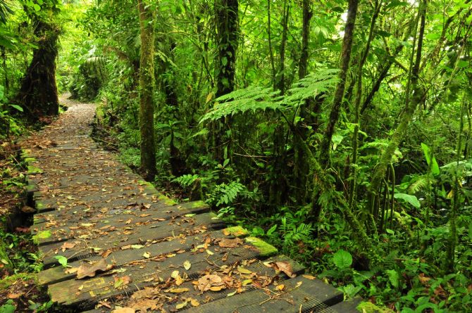 Hiking trail at Monteverde Biological Reserve