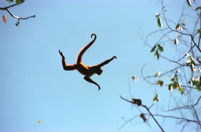 Flying Spider Monkey