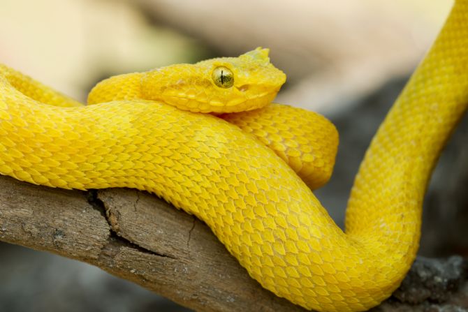 Bright yellow eyelash viper snake