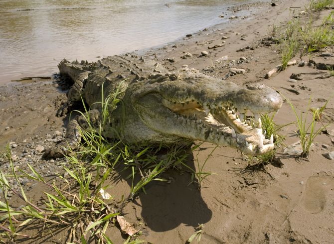 American Crocodile coming out of the water