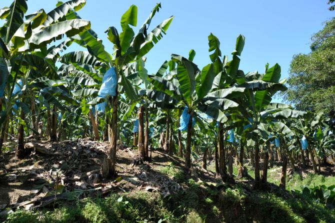 Banana Plantation just outside Limon