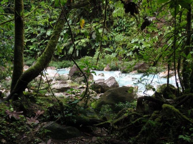 Dense Jungle at Rio Celeste