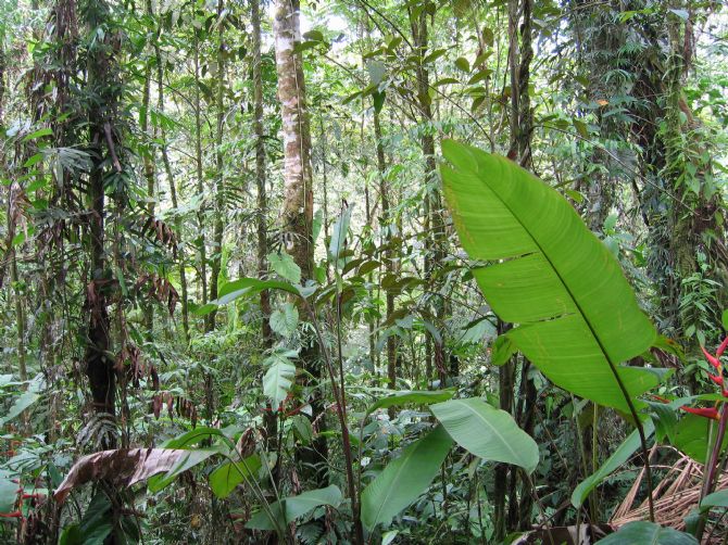 Brauilo Carrillo National Park Forest