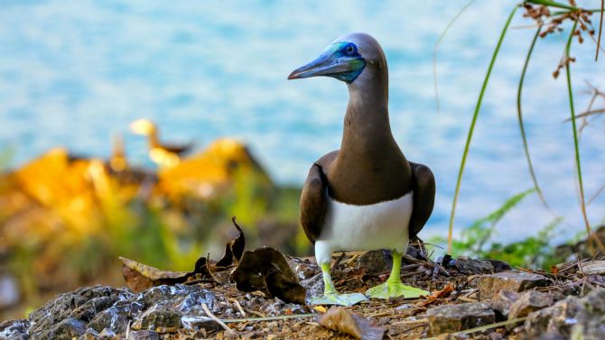 Brown Booby in Cabo Blanco National Park in Costa Rica