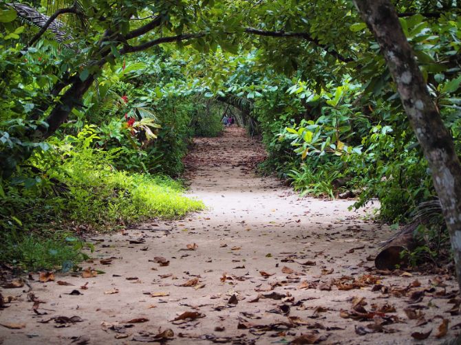 Trail in Cahuita National Park