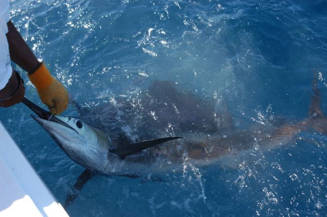 Catch & Release with a Marlin off of Quepos, Costa Rica