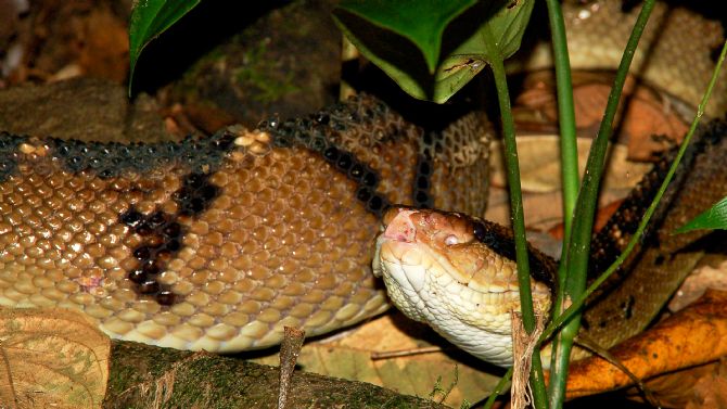 Central American Bushmaster in Corcovado National Park