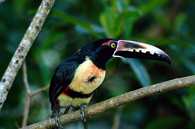 Collared Aracari in Drake Bay Costa Rica