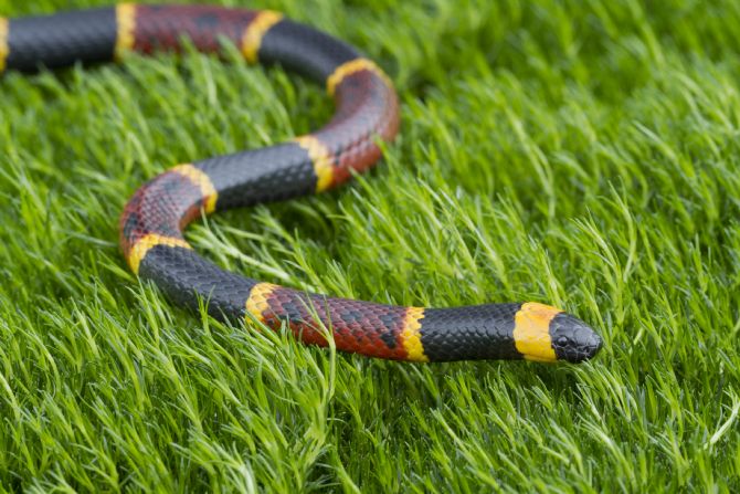 Coral Snake found in Arenal Volcano National Park