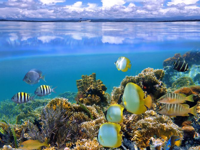 Coral Reef & Sky