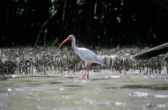Egret in a Mangrove