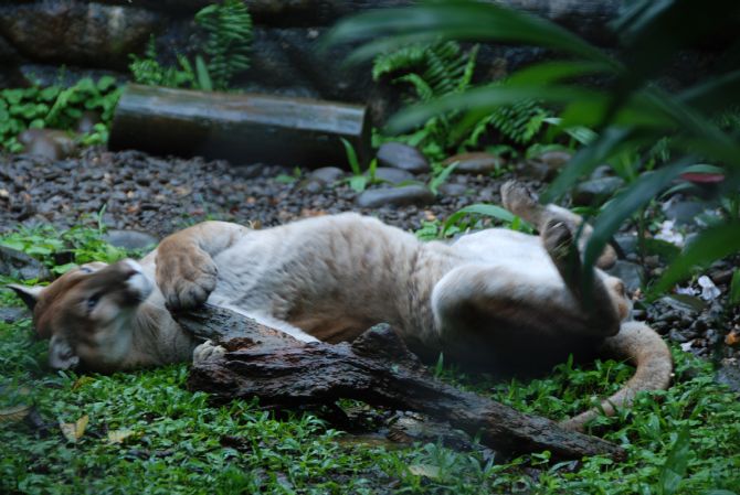 Puma playing with a log