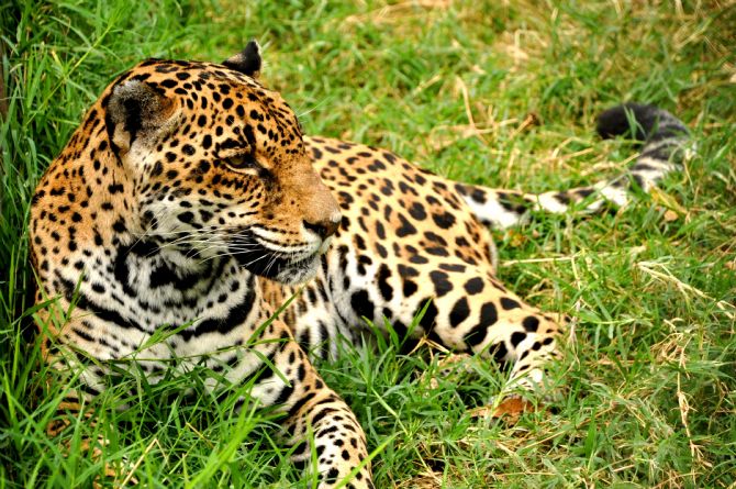 The endangered Jaguar in Costa Rica