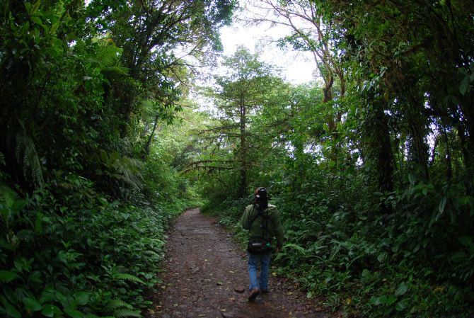 Guide looking for animals in the Monteverde Cloud Forest Reserve