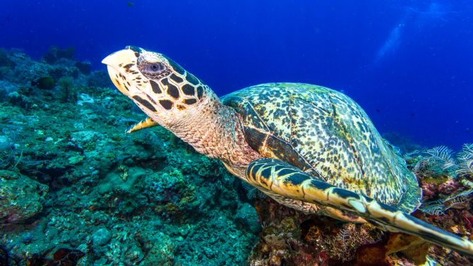 Hawksbill Sea Turtle swimming in the ocean