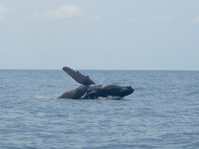 Humpback Whale off the coast of Costa Ballena