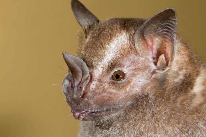 Jamaican Fruit Bat (Artibeus jamaicensis)