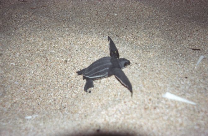 Leatherback Turtle's First Steps