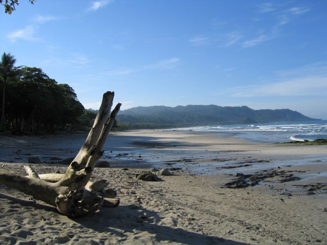 Mal Pais Beach Driftwood