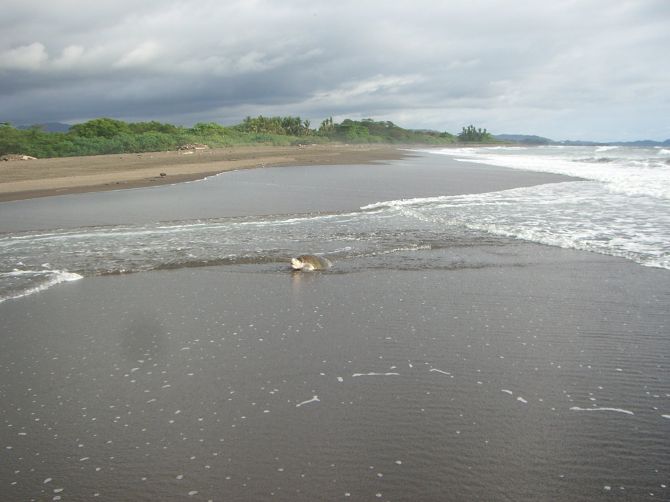 Olive Ridley Sea Turtle